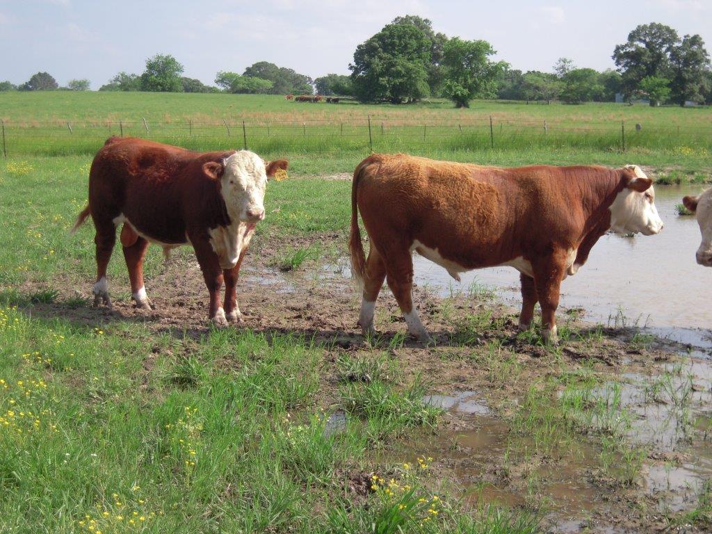 Cattle for Sale Willis Polled Herefords
