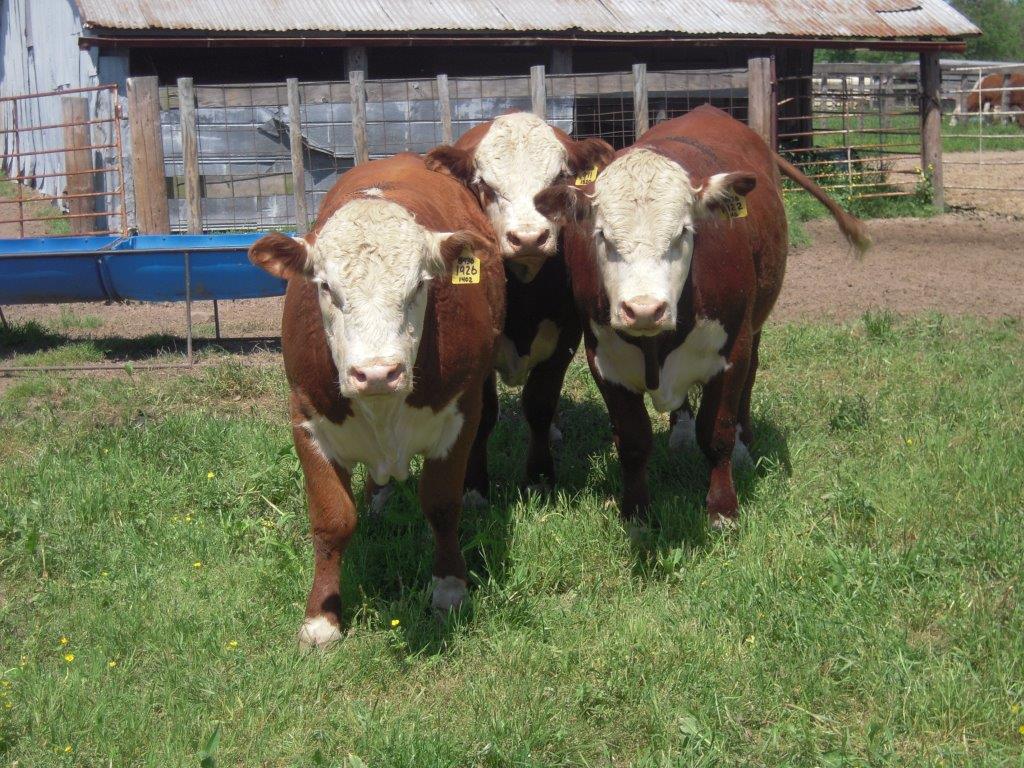 Cattle for Sale Willis Polled Herefords