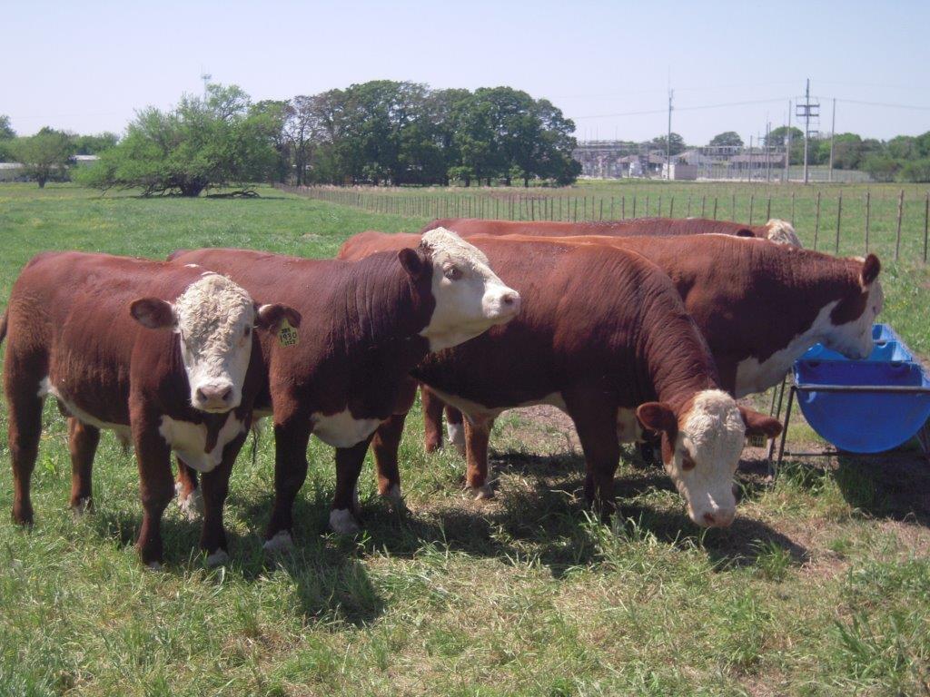 Cattle for Sale Willis Polled Herefords